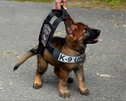 18 adorable K9 puppies in training who are trying their best to act tough