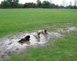 Adorable Pugs Decides To Test Dog Park’s Main Attraction, The Mud Pit! Owner’s Reaction? Hilarious!