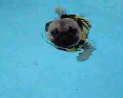 After Almost Losing His Rear Leg, This Rescued Pug Returns To Active Life Through Swimming!