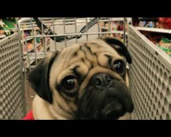 [PARODY] All I Want For Christmas Is Food by Doug the Pug