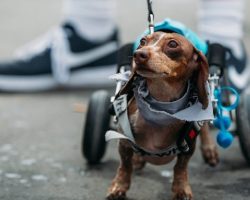 What Looks Like Any Other Wiener Dog Race Turns Into Something Special For One Dachshund