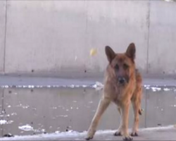 [Video] Man tries to help this disturbed German Shepherd – and gets this response in return