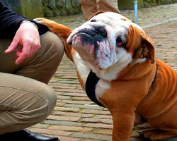 (VIDEO) Bulldogs Are Awesome!! Watch Hilarious Bulldog Moments!