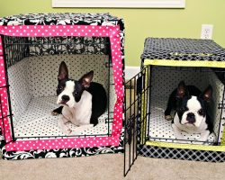 10 Awesome DIY Projects for Dog Lovers
