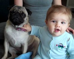 Baby And Pug Dance to Adele