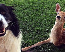 Rescued Baby Deer Is Missing A Leg, Now Watch What These Dogs Do…Oh My Goodness!
