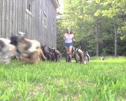 Stampede Of Baby Goats Might Be The Cutest Thing You Will See Today