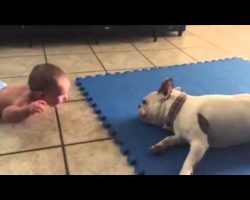 This French Bulldog Knows How To Entertain A Baby, And It’s Hilarious!