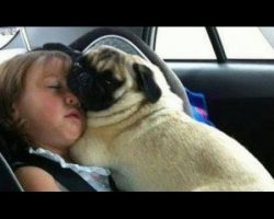 Baby Humans And Pugs. There Just Isn’t Anything Cuter!