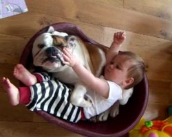 Baby Playing With Bulldog. OMG This Is Heartwarming!