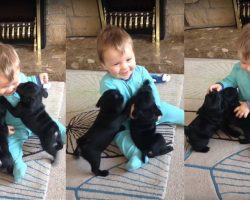 Watch Pug Puppies Rush To Kiss Baby and Give Him the Giggles – Guaranteed To Make Your Day!