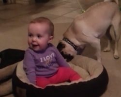 Pug Takes Matters Into His Own Paws When His Comfy Bed Gets Taken Over By A Tiny Human