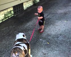 Baby Trying to Walk an 80-Pound Bulldog Will Brighten Up Your Day!