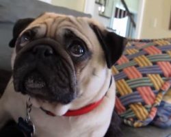 Adorable Pug Gets Scolded by Owner and Takes It Hard!!