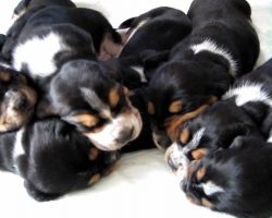 Basset Hound Puppies Make Adorable Noises