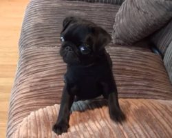 Batman the Pug Puppy Is Screaming For Food… OMG So Cuteeeee!!!