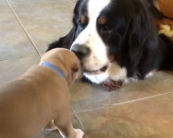 The Tiny Pup Engages In A Stare-Down With The GIANT Dog. But What Follows? OMG…