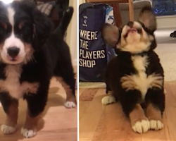 How this Bernese Mountain Dog pup reacts to his very first bone is… oh my.