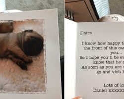 This Guy Just Set The Bar For Relationship Goals By Surprising His Girlfriend With A Baby Pug