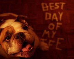 Best Day Of My Life (English Bulldog Version)