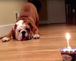 Birthday Bulldog Faces His Birthday Cake. His Reaction Is Priceless!
