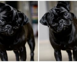 This Pug Is Confused By A Puppy On The Tablet Screen. The Cutest Head Tilt Ensues.