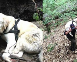 Blind Labrador Lost For A Week In The Mountains Waits For One Last Sign Of Hope