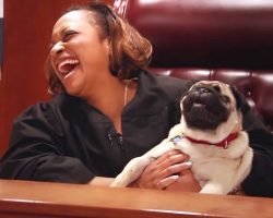 Blind Pug Sits On Judge’s Lap. This Heartwarming Story Will Make You Smile!