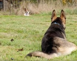 Bonded Dogs Separated At Shelter End Up Back Together In Touching Story