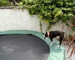 Boston Terrier Bouncing On A Trampoline Is The Funniest Thing Ever!
