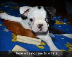This Puppy Can’t Stand, Sit Or Walk. What Happens Is Nothing Short Of A Miracle.