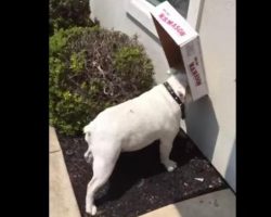 English Bulldog Bounces Off Walls and Cars While Blinded By His Favorite Box