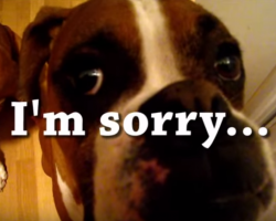 (VIDEO) The Boxer Dog That Ate Christmas!