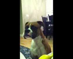 Boxer Talks To Mom, Gets Annoyed That She Doesn’t Get What He’s Saying! Too Cute!