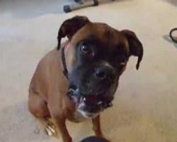 Boxer Learning Human Speak Is The Most Adorable Thing Ever!