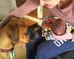 Boxer Meets Newborn Baby For The Very First Time, And It’s The Sweetest Thing Ever!