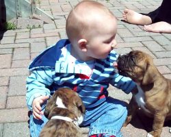 These Boxer Puppies and Baby Will Melt Your Heart Away