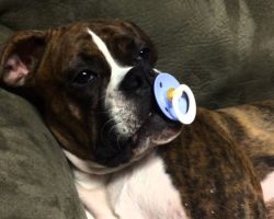 This Boxer Puppy Had A Long Day. All She Needs Is THIS And A Nap.