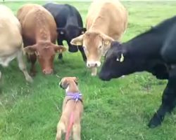 Boxer Puppy Greeted by Herd of Cows on Walk. It’s AMAZING to See!