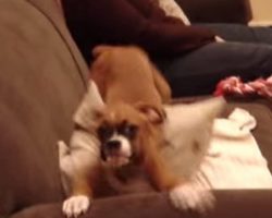 Excited Puppy Shows Dad She Missed Him In The Most Adorable Way