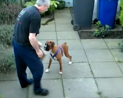 [Video] Boxers May Appear Gentle and Loving, But Beware.. He Can Do THIS To Defend Himself.