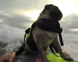 Brandy the Surfing PUG’s Living It Up in California at Del Mar Dog Beach!