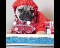 Doug The Pug Is HeisenPug In Breaking Bad (Pug Edition). Can’t Stop Laughing!