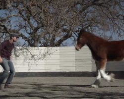 Budweiser Unveils Super Bowl Commercial “Brotherhood”