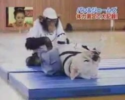 Bulldog and Chimpanzee Doing Sit-Ups Is The Most Adorable Thing Ever