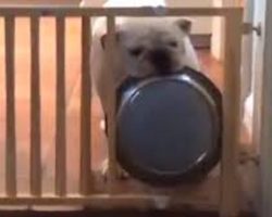 Bulldog Tries To Figure Out How To Get His Dinner Bowl Through Gate