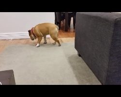 Bulldog Falls Asleep While Standing. It’s The Cutest Thing Ever!