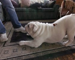 Worldwide Fido Award-Winning Bulldog, Gabe Performs Amazing, Unique Tricks