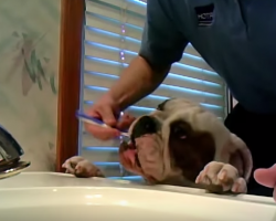 Bulldog Loves Getting His Teeth Brushed. He’s So ADORABLE!!