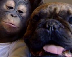 Orphaned Baby Orangutan Is Best Friends With A French Bulldog. Pure Love!